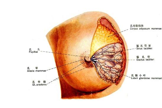 粉红120乳腺健康：乳腺增生的元凶多是内分泌失调